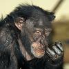 Chimpansee