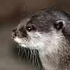 Visotter