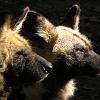 Hyena's